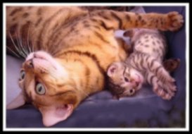 Bengal cat with its kitten
