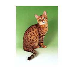 Bengal cat with long tail
