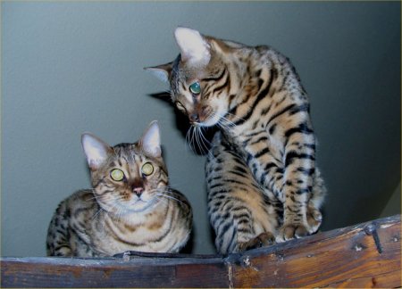 Bengal cats
