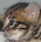 Bengal kitten face with big ears
