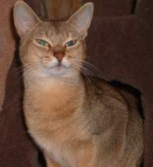 Abyssinian cat with blue eyes
