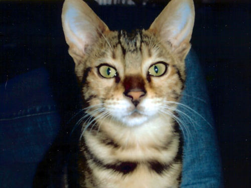 Bengal kitten face

