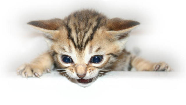 Bengal kitten with dark blue eyes

