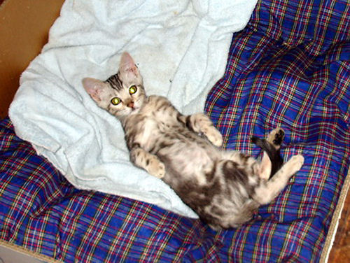 Bengal kitten with stomach upside
