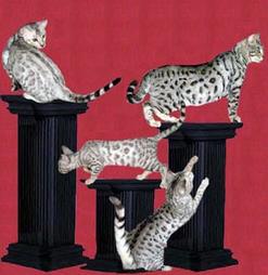 Four Bengal cats
