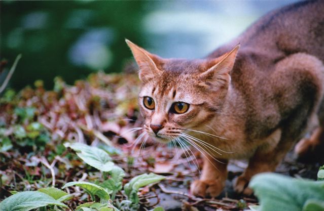 Abyssinian Cat

