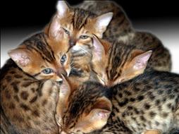 Four Bengal kittens
