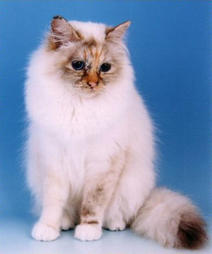 Fury Birman cat in white with brown spots
