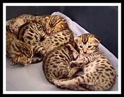 Six Bengal kittens with dots
