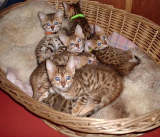 Six Bengal kittens
