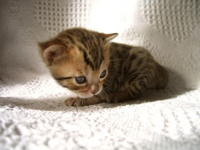 Tabby Bengal kitten in brown

