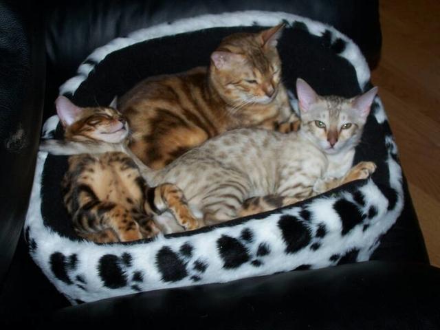 Three Bengal kitten
