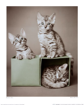 Three Bengal kittens
