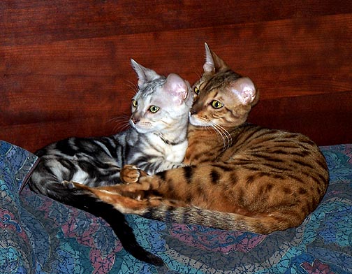 Two Bengal kittens
