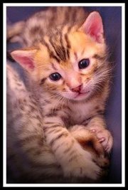 young Bengal kitten in gold with brown stripes
