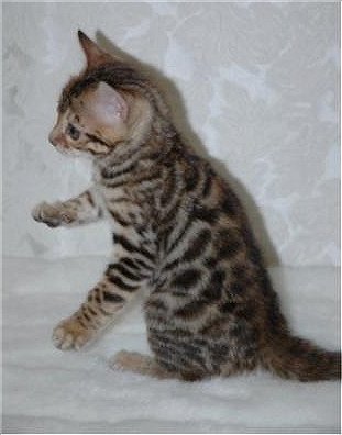 young Bengal kitten

