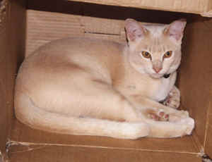 Beige Burmese cat
