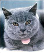Big Blue Burmese cat face
