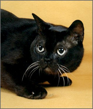 Black Burmese cat
