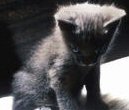 Black Burmese kitten

