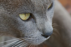 Brayish blue Burmese cat face
