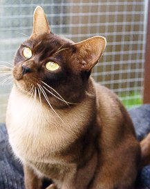 Brown and beige Burmese cat
