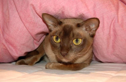 Brown Burmese cat
