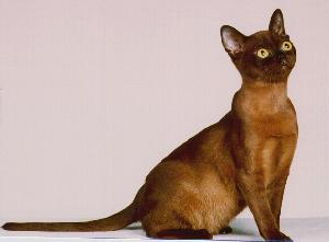 Burmese cat in brown with big eyes
