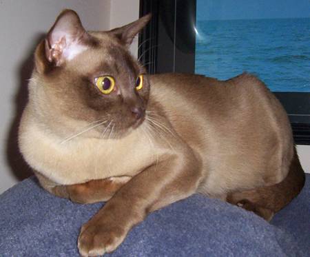Burmese cat in brown
