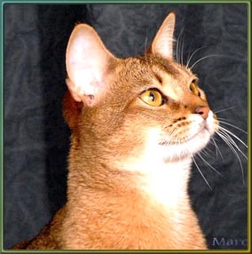 Abyssinian face in tan
