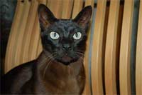 Burmese cat in dark brown
