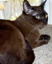 Burmese cat in dark brown_chocolate
