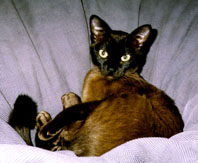 Burmese cat in dark brown_skinny cat
