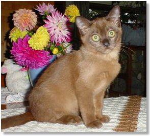 Burmese kitten in tan
