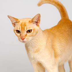 Burmese red cat
