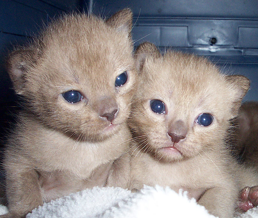 Champagne Burmese kittens
