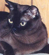 Chocolate Burmese cat
