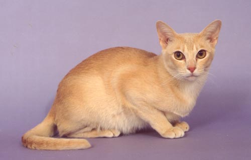 Cream Burnese kitten
