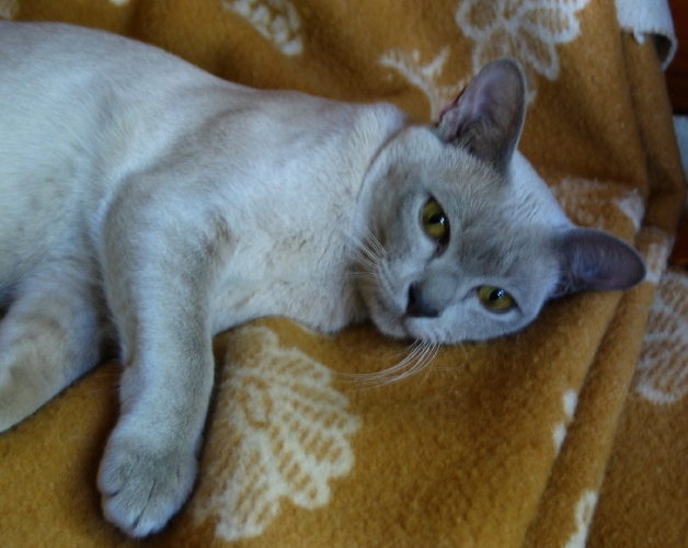 Creamy Burmese cat
