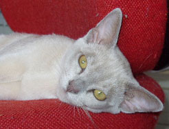 Creamy Burmese kitten
