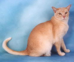 Creamy Burnese cat
