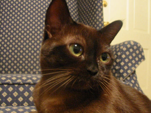 Dark brown Burmese cat
