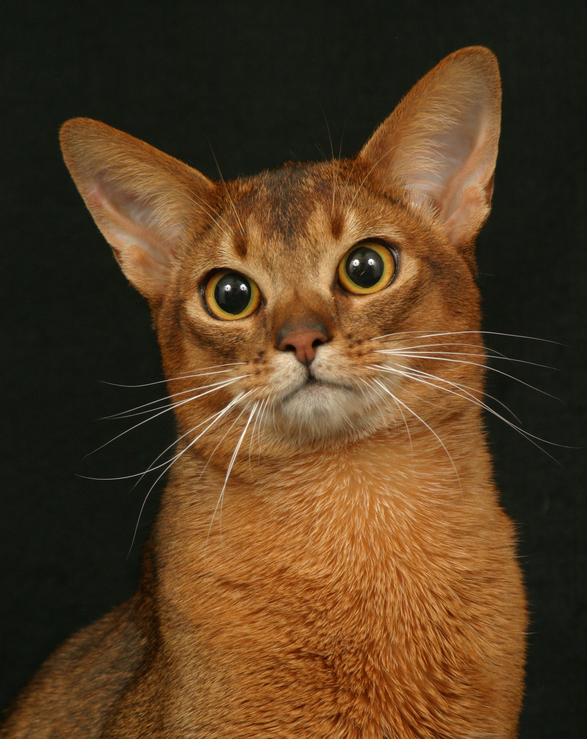 Abyssinian face
