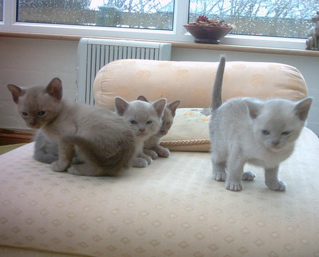 Four Burmese kittens
