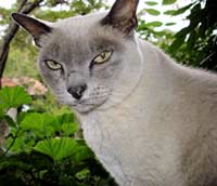 Grayish white Burmese cat
