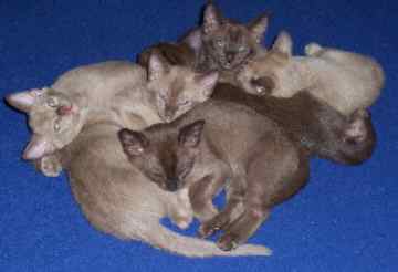 Group of Burmese kittens

