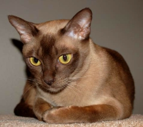 Light brown Burmese cat
