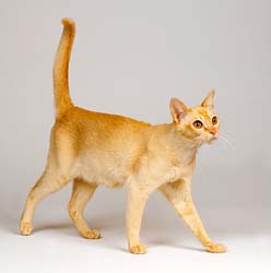 Red cat Burmese
