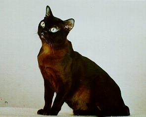 Thin dark brown Burmese cat
