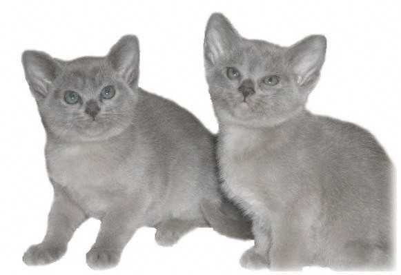 Two  gray Burmese kttens
